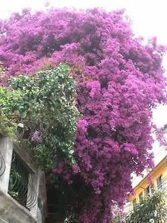 Anita Pensión 3*